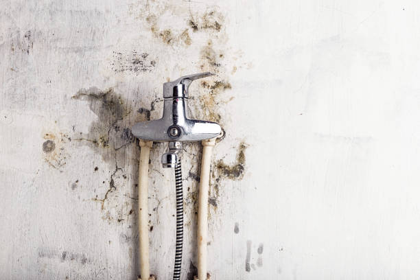 Best Affordable Mold Removal  in Laupahoehoe, HI