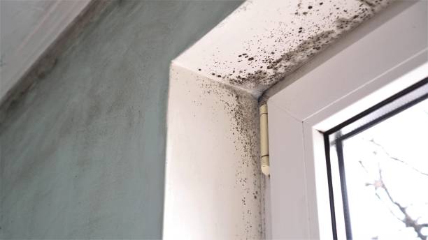 Best Local Mold Removal Service  in Laupahoehoe, HI