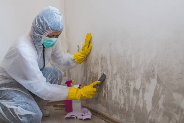 Best Office Mold Removal Services  in Laupahoehoe, HI