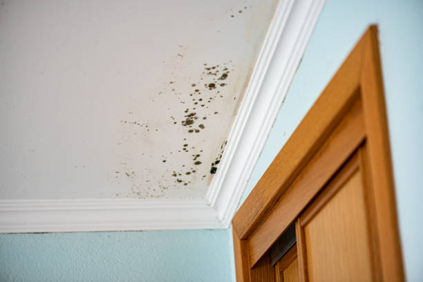 Best Mold Removal Near Me  in Laupahoehoe, HI