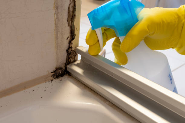 Best Mold Damage Repair  in Laupahoehoe, HI