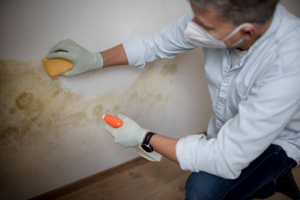 Best Office Mold Removal Services  in Laupahoehoe, HI