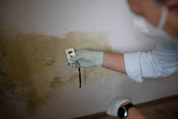 Professional Mold Removal in Laupahoehoe, HI
