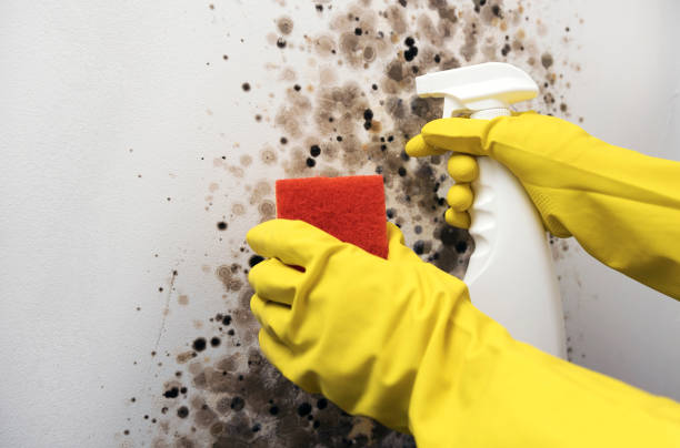 Best Mold Remediation  in Laupahoehoe, HI