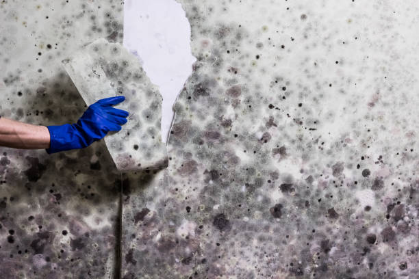 Best Same-Day Mold Removal  in Laupahoehoe, HI