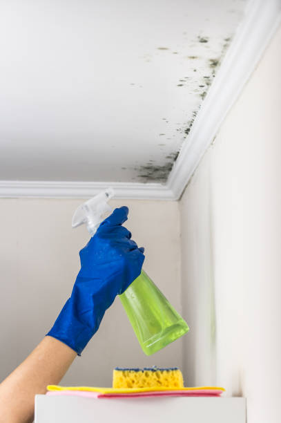 Best Commercial Mold Removal  in Laupahoehoe, HI