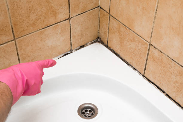 Best Mold Cleaning Services  in Laupahoehoe, HI