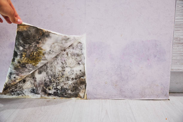 Home Mold Removal in Laupahoehoe, HI